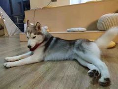 -Husky Go! 哈士奇体验馆·宠物咖啡厅狗咖