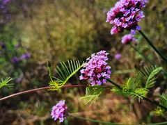 -紫海香堤香草艺术庄园