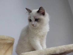 -Bastet sally猫舍购宠(静安店)