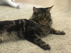 -酷豆宠物咖啡·宠物美食·撸猫馆