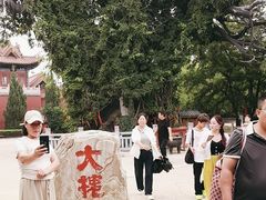 -大槐树寻根祭祖园