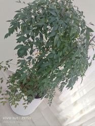 -HEYAN荷妍专业脱毛连锁机构
