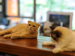 猫猫-咖法森林·咖啡  酒吧(天河店)