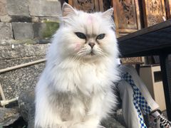 -喵屿·大理花园猫咖