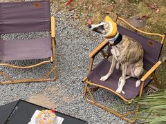 -J Create城市露营咖啡·简餐·宠物(上海动物园店)