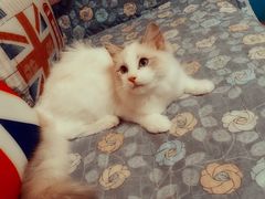 -猫大福·Fortune Cat猫舍(百子湾店)