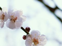 -无锡梅园公园