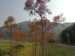 -风云岭森林公园