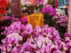 -越秀西湖花市(广州城市广场花卉店)