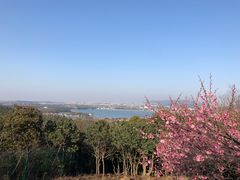 -香雪海