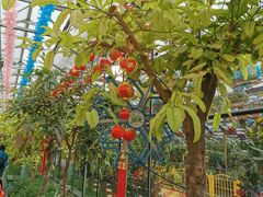 -南宫五洲植物乐园