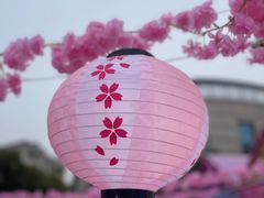-高东镇樱花园
