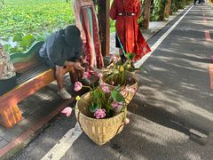 -荷花荡