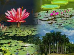 -中国科学院西双版纳热带植物园