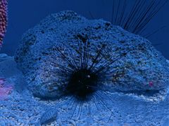 -上海海洋水族馆