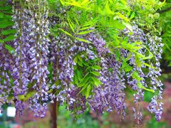 -嘉定紫藤园