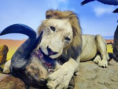 -国家自然博物馆