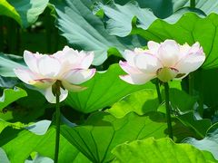 -陈家山荷花公园