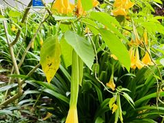 -中国科学院西双版纳热带植物园