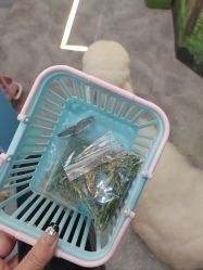 -神奇动物撸宠馆·羊驼·小浣熊·异宠(豫园店)