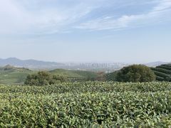 -听风阁农家私房菜茶楼(龙坞店)