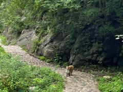 -历山猕猴源景区