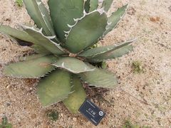 -东莞植物园