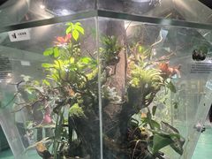 -上海大自然野生昆虫馆(东方明珠·爬宠昆虫探索中心)