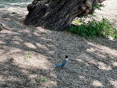 -北陵公园