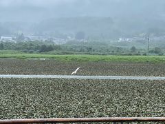 -腾冲北海湿地