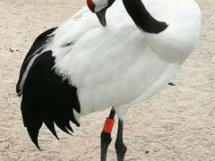 -盐城丹顶鹤湿地生态旅游区
