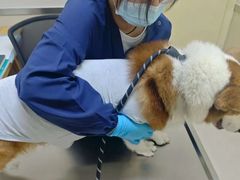 -爱妮康宠物医院·干细胞免疫细胞·肿瘤·心脏(张江店)