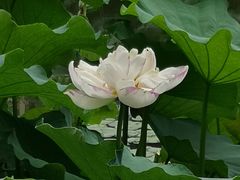 -陈家山荷花公园