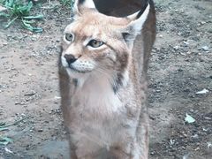 -青藏高原野生动物园