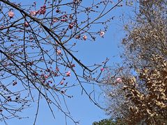 -桃花岭景区