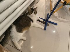 -平行世界·猫咖(首经贸店)