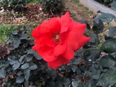 -人民公园(罗湖区)