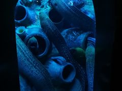 -太平洋海底世界