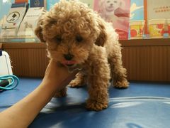 -芭比堂动物医院·犬猫全科·异宠专科(雁塔分院)