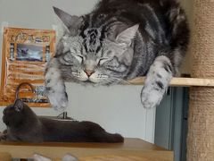 -平行世界·猫咖(首经贸店)