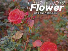 -香蜜公园