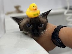 -老吴的猫·猫舍(新区店)