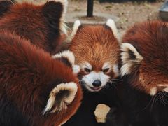 -灵玲国际马戏城
