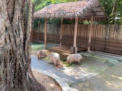 -深圳野生动物园