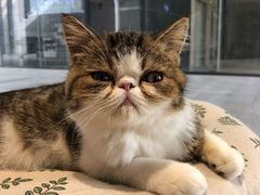 -瞄一喵猫咖(格力海岸店)