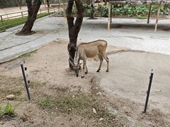 -深圳野生动物园