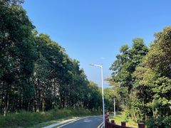 -黄埔油麻山森林公园