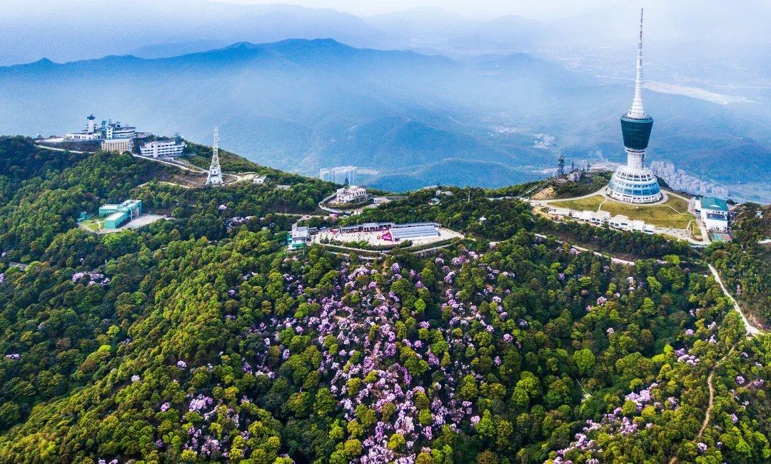 梧桐山花海