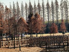 -黄海国家森林公园