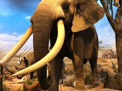 -陕西自然博物馆